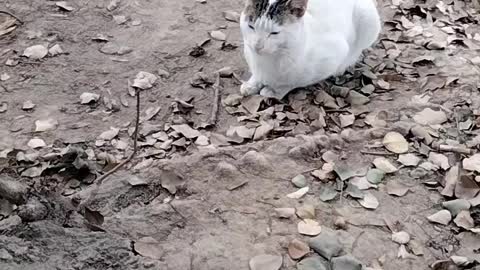 Short Video Of Cute White Cat By Kingdom Of Awais