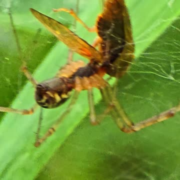 Spider eats insect / Spider poisons an insect.