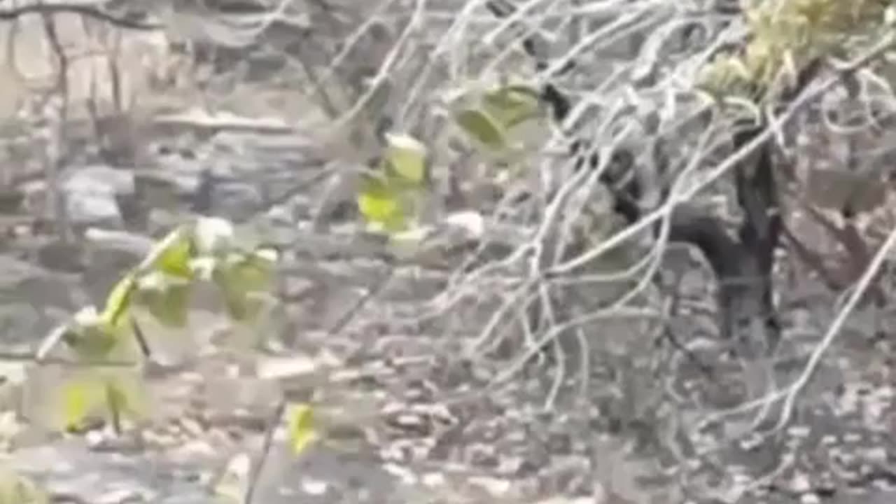 Wildlife in closer view with a natural perspective.