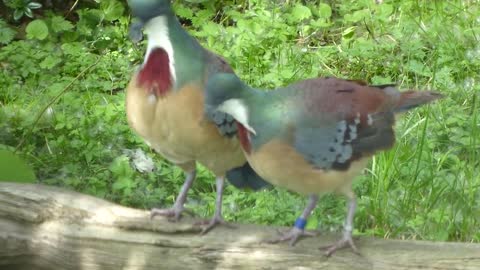 Bleeding-heart dove courtship