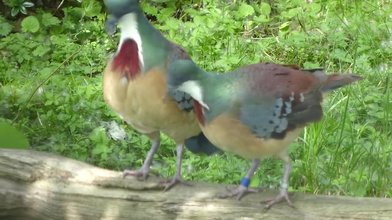 Bleeding-heart dove courtship