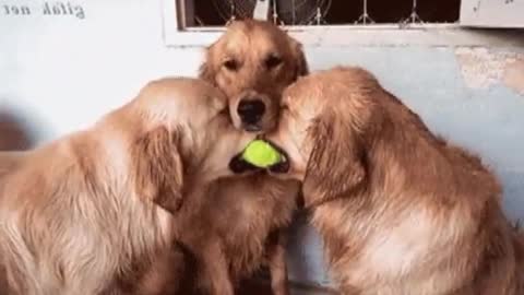 Funny videos new c