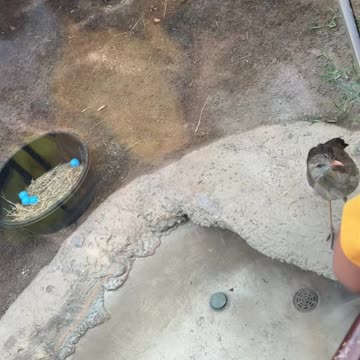 Toronto zoo road runner?