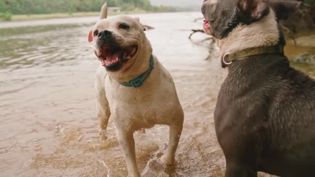 Cats afraid to get their feet wet. But dogs don't love to eat fish but love to swim in water