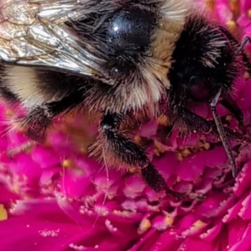 Black Bumblebee delivered in a parcel yesterday maybe very rare type.of bee here in Scotland