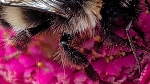 Black Bumblebee delivered in a parcel yesterday maybe very rare type.of bee here in Scotland