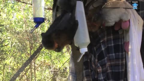 Juvenile flying-fox in care; this is Duffy on night 1