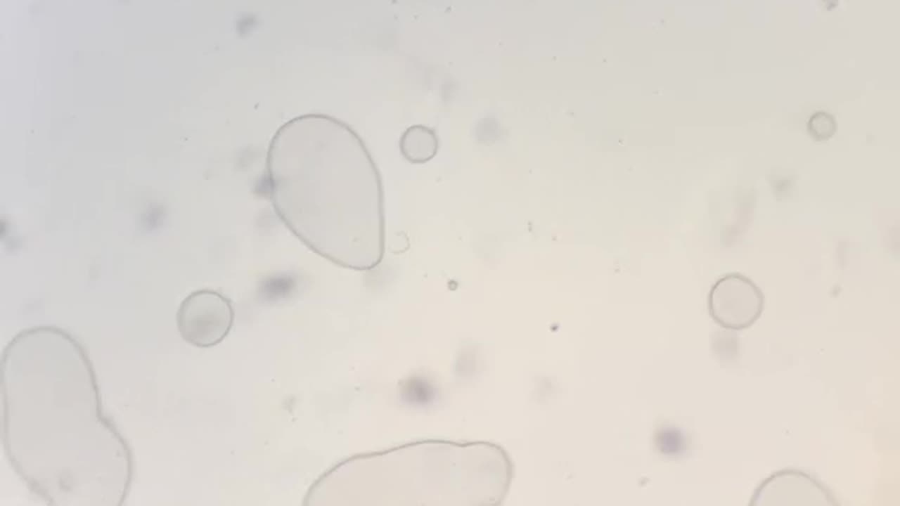 Beer look cool at 400x magnification!#microscope