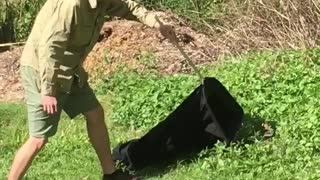 Eastern Brown Snake Hangs in Backyard