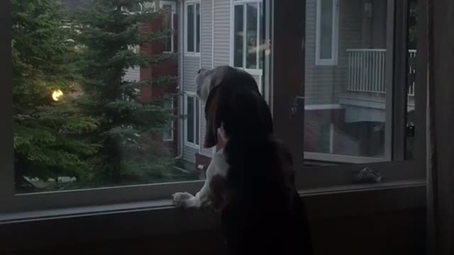 Dog looking out window imitates truck siren