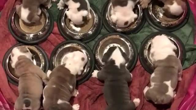 Eight dogs