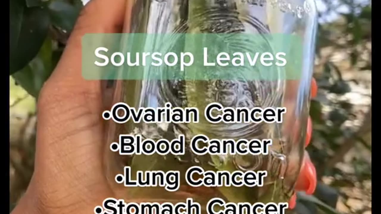 Soursop Leaves This Tea Helps Fight Varies Types of Cancer!