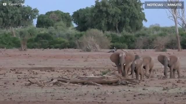 Elefantes perseguem leoa em parque na África