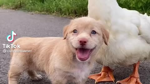 Dog and Duck Love