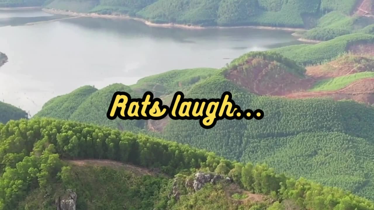 Animal Facts Rat Laughter #shorts