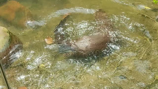 Marmota nadando