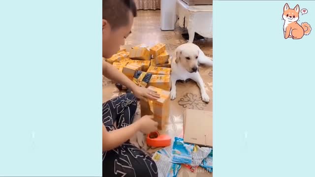 Labrador helps to wrap packages