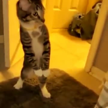 funny man \ funny cat . # short