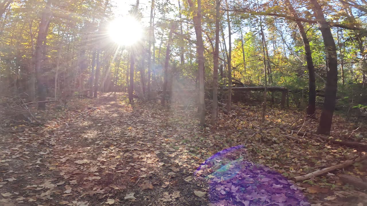 🧪🧑‍🔬🔬🍄 Doing Research On Forest Mushrooms In Ottawa 🌴 Canada 🍁