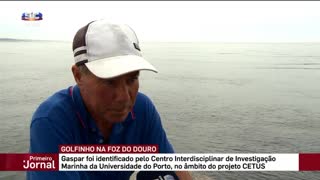 Único golfinho boto-branco registado na Península Ibérica visto na foz do rio Douro