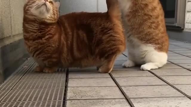 Interesting cat, one day a good mood