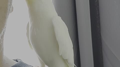 Singing cockatiel