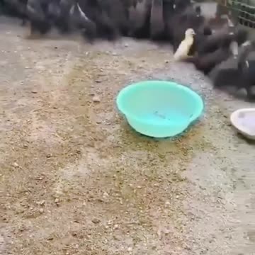 Duck shown his power. Watch to see