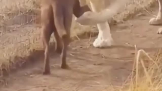 wild lion plays with a dog and shakes his hand.