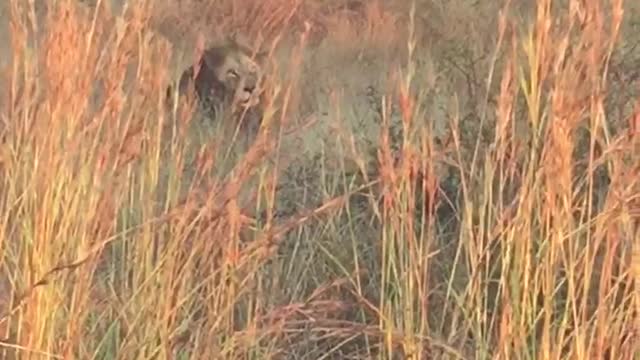 male lion laying in grass