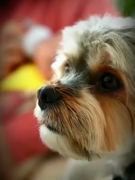 Funny Animals Videos...