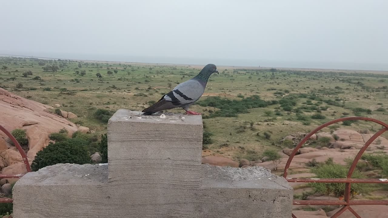 Birds