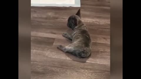 French bulldog makes rolls