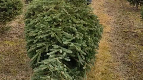 Dragging the tree