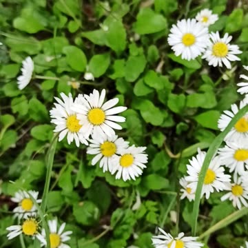 Daisies