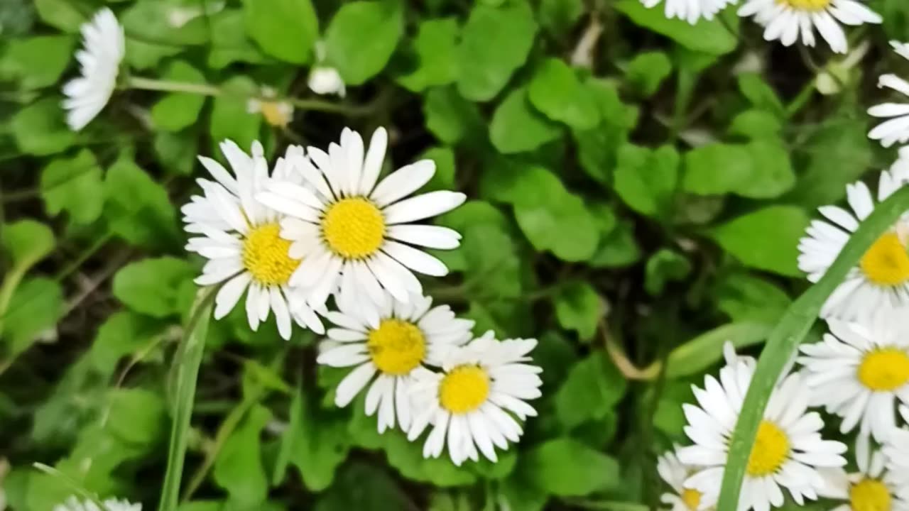 Daisies