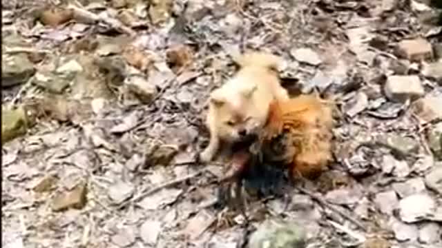Chicken VS Dog Fight - Funny Dog Fight