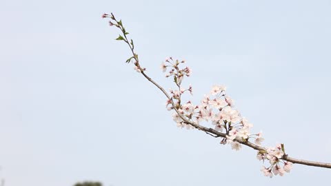 The delicate cherry blossom sky and cherry blossoms FHD