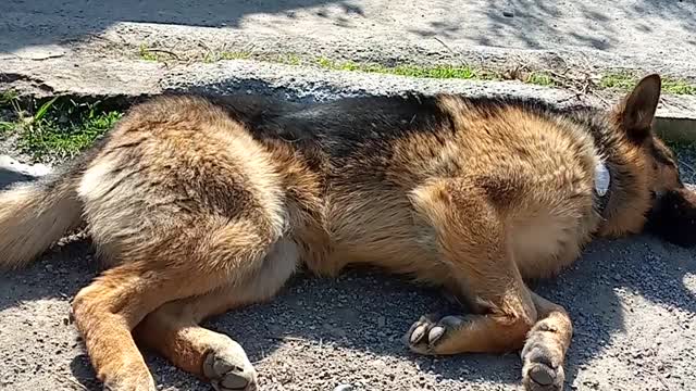 Собачки после ночной смены