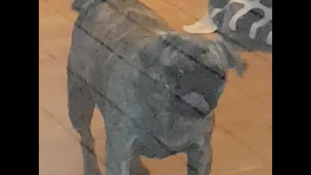Stanley Gets Mouthy With Glass