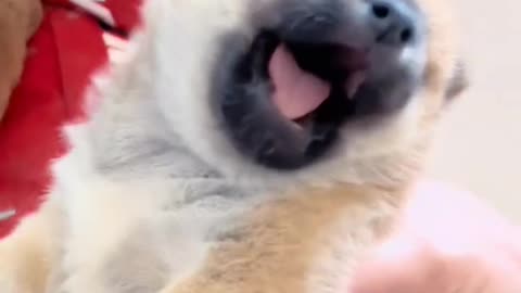 Puppy so funny😂.. #pet