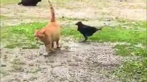 Funny Animals