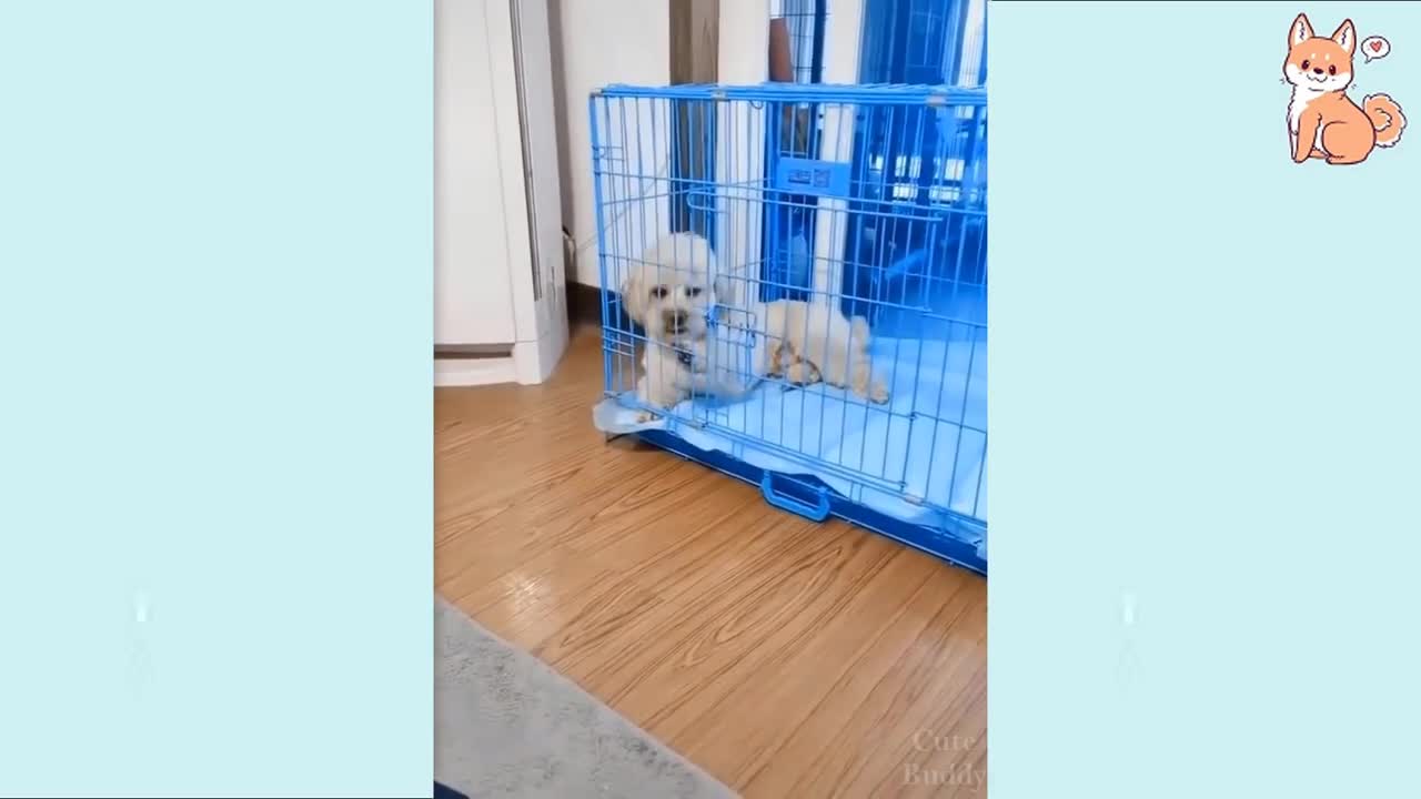 cute puppies ,funny dogs, animal compilation, adorable pets
