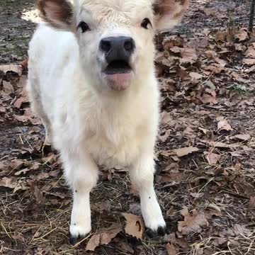 funny|prank|jokes|funny jokes|dad jokes|funny memes|funny video|fun|laughing|funny animal|knock