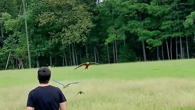 luffy#icarus#zoro
