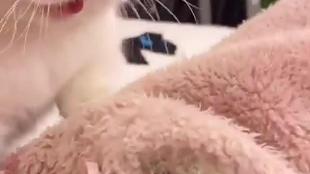 Cute Cats and Funny Animals Compilation 😹 Try Not To Laugh Challenge - Cute Cat