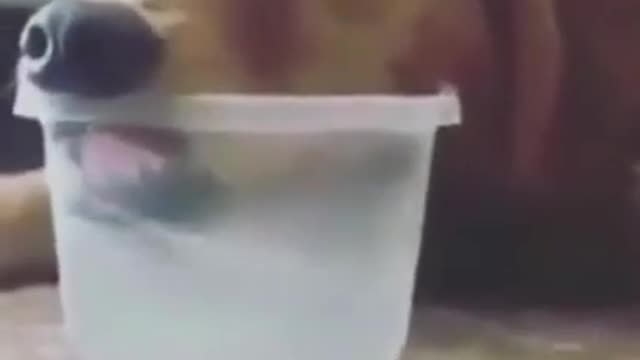 cute dogs ❤️ baby dog and cats 🐩 funny animals videos compilation