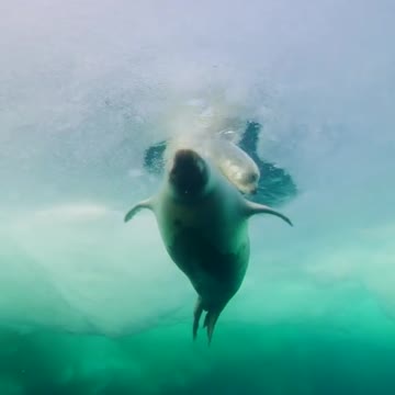 Harp seal puppy taking a swimming lesson with his mother in the Gulf of St. Lawrence