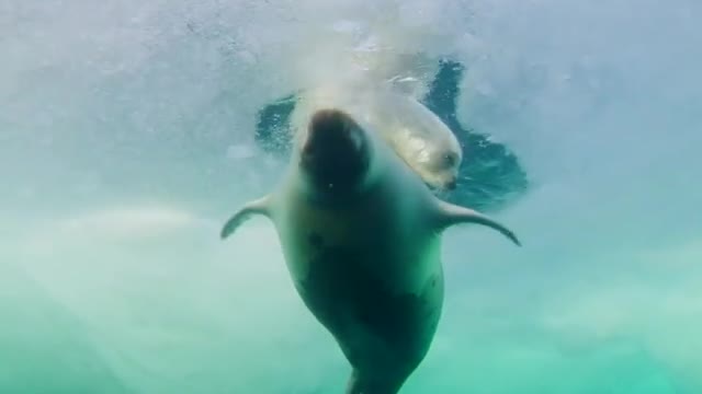 Harp seal puppy taking a swimming lesson with his mother in the Gulf of St. Lawrence