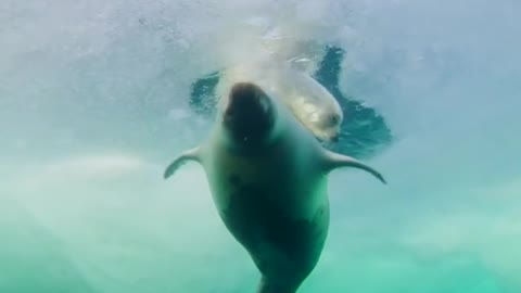 Harp seal puppy taking a swimming lesson with his mother in the Gulf of St. Lawrence