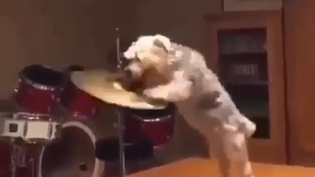 Cute puppies playing drum beats || Cute Puppies || Cute dogs || 🥁 🐶